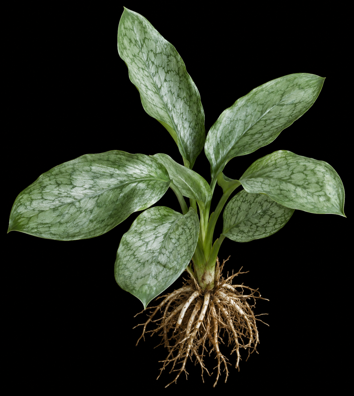 Lagenandra Silver closer view highlighting key leaf and growth details