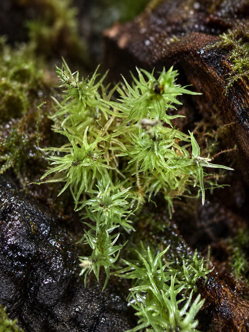 Close view of green Leucobryum moss shoots in a humid terrarium setting