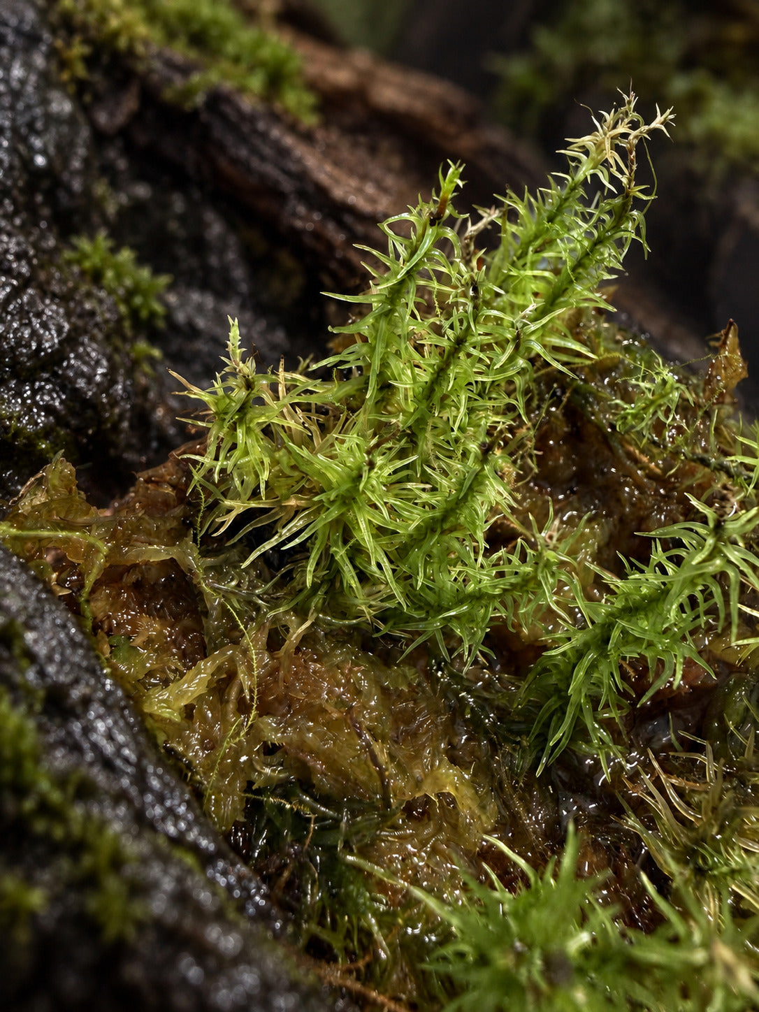 Upright colony of unidentified Leucobryum moss with pale green tips